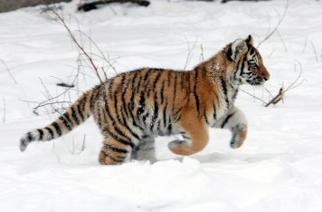 tiger-cub-586063_1920