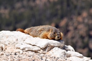 yellow-bellied-marmot-2116412_1280